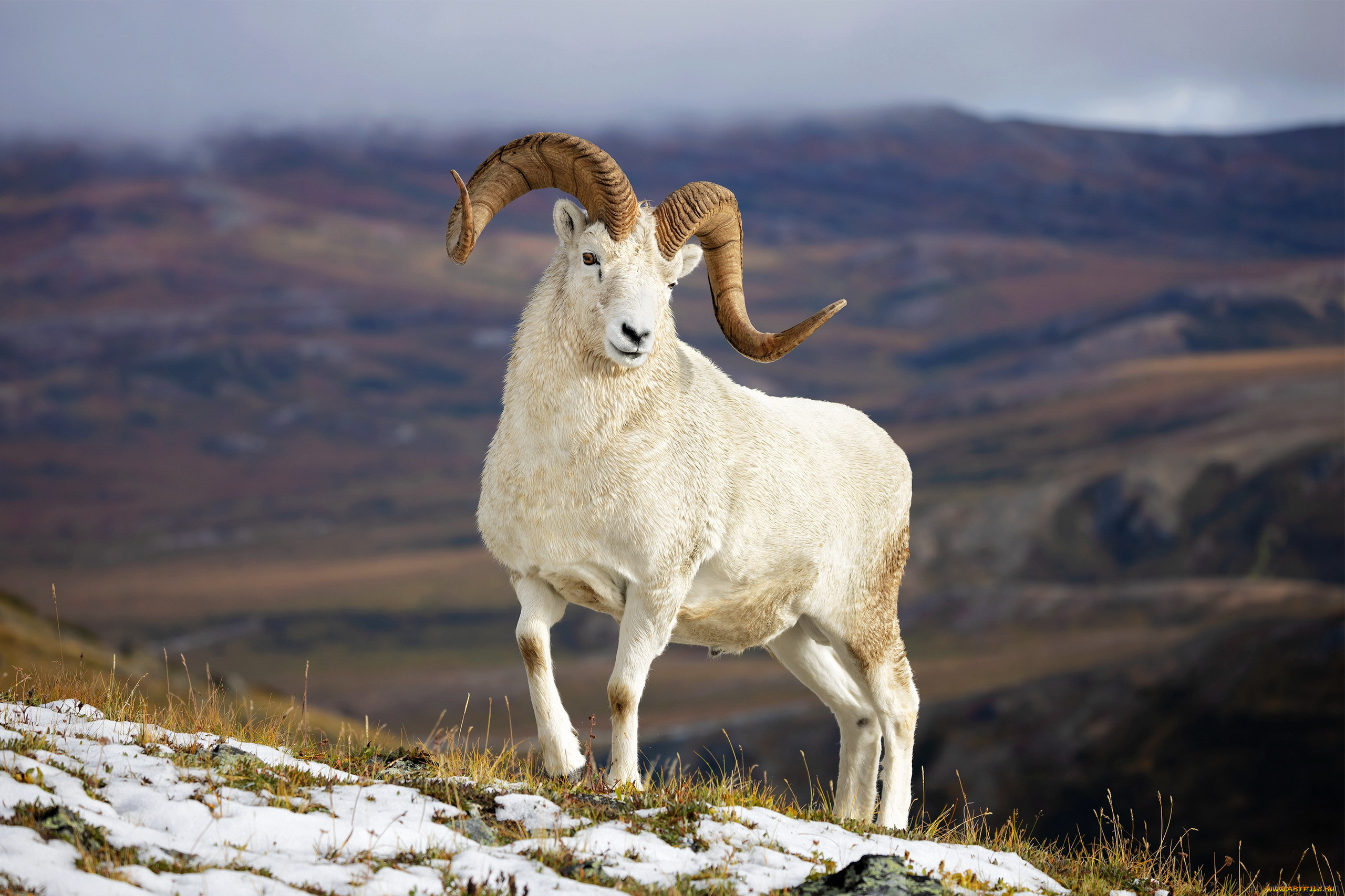  , dall sheep, , ,  , , , dall, sheep